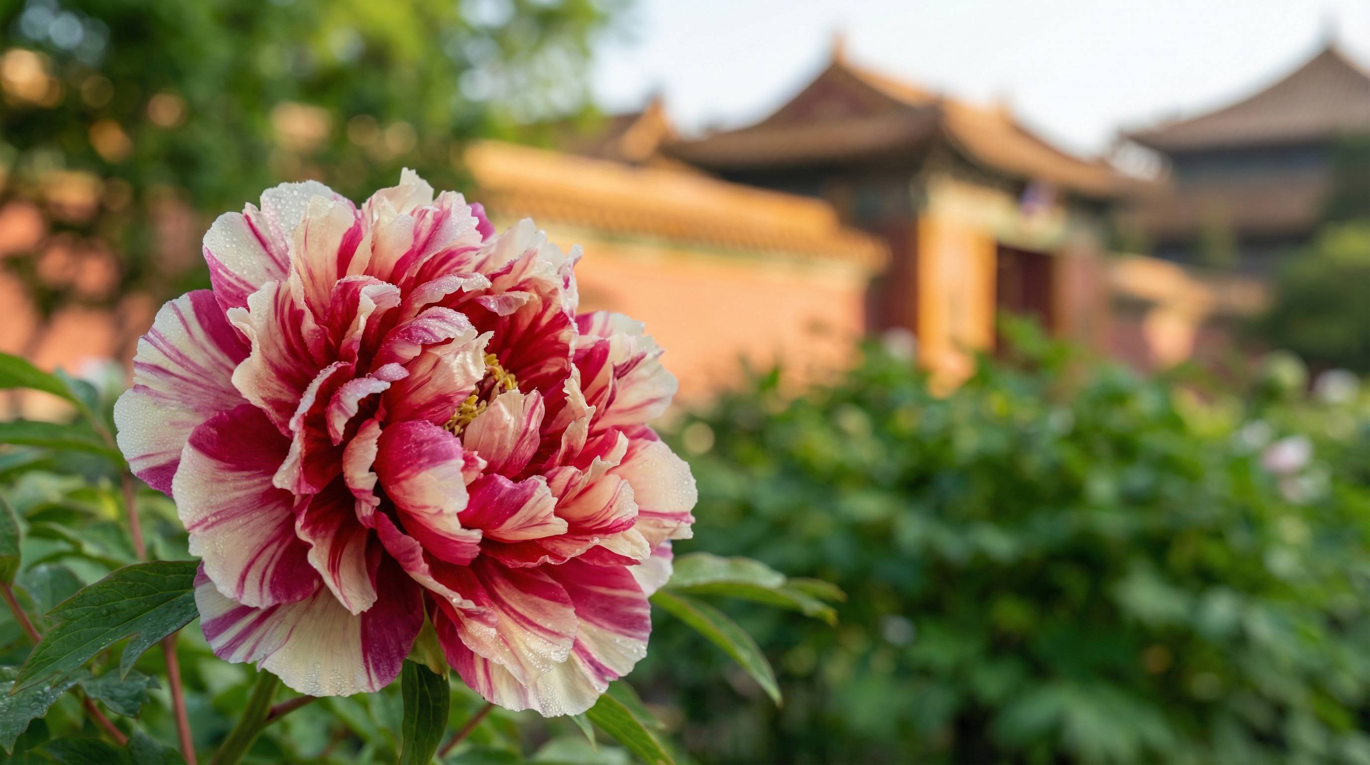 福利导航植物视频 - 牡丹花开视频